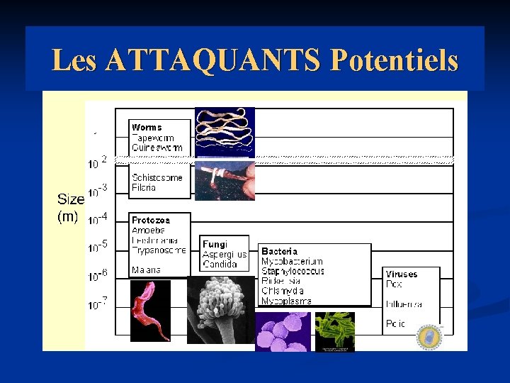 Les ATTAQUANTS Potentiels 