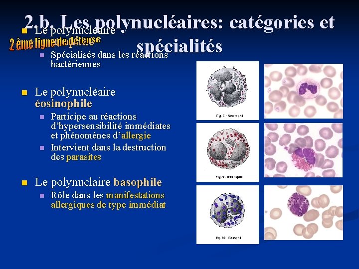 2. b. Les polynucléaires: catégories et Le polynucléaire neutrophile spécialités Spécialisés dans les réactions