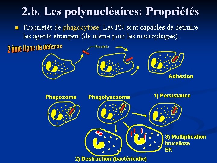 2. b. Les polynucléaires: Propriétés n Propriétés de phagocytose: Les PN sont capables de