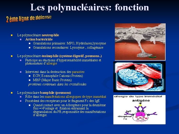 Les polynucléaires: fonction n Le polynucléaire neutrophile n Action bactéricide n Granulations primaires: MPO,