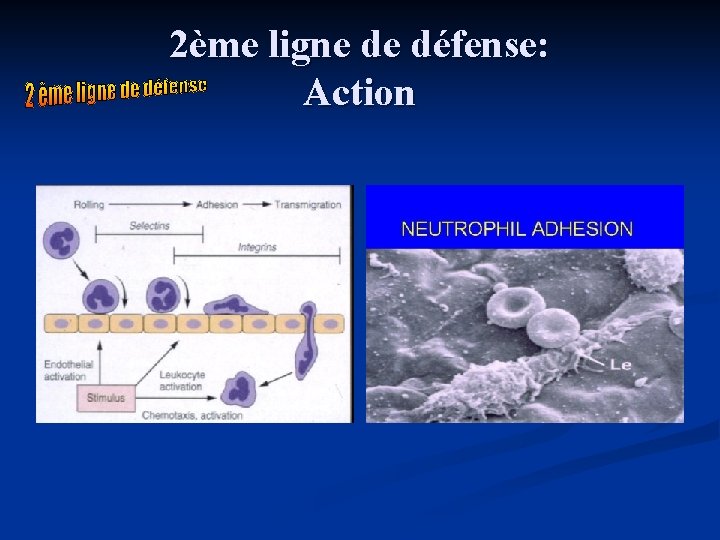 2ème ligne de défense: Action 