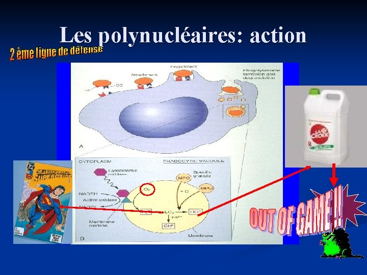 Les polynucléaires: action 