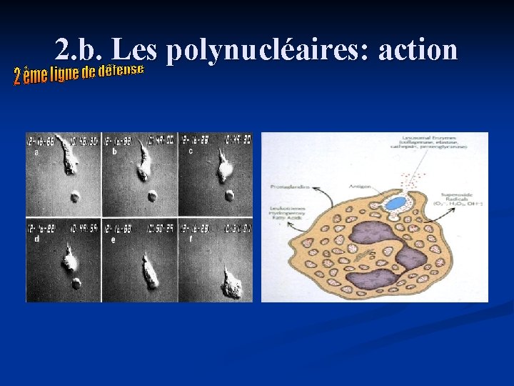 2. b. Les polynucléaires: action 