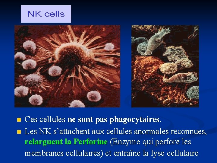 n n Ces cellules ne sont pas phagocytaires. Les NK s’attachent aux cellules anormales