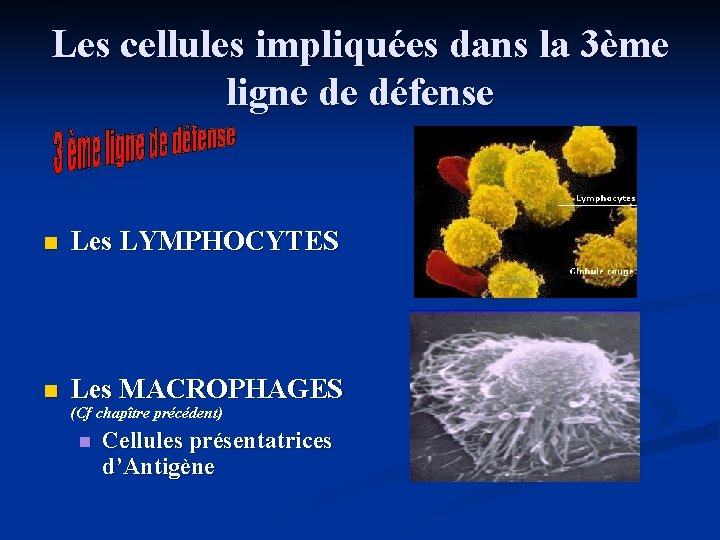 Les cellules impliquées dans la 3ème ligne de défense n Les LYMPHOCYTES n Les