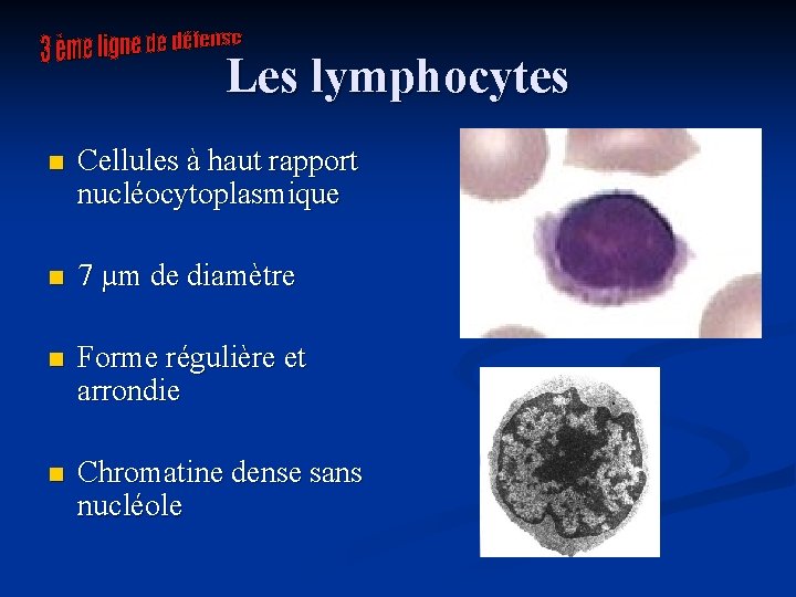 Les lymphocytes n Cellules à haut rapport nucléocytoplasmique n 7 µm de diamètre n