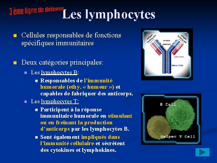 Les lymphocytes n Cellules responsables de fonctions spécifiques immunitaires n Deux catégories principales: n