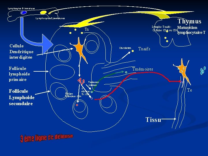 Lymphocytes B immatures Lymphocytes T immatures Thymus Lympho T naifs: Maturation Cellules CD 4