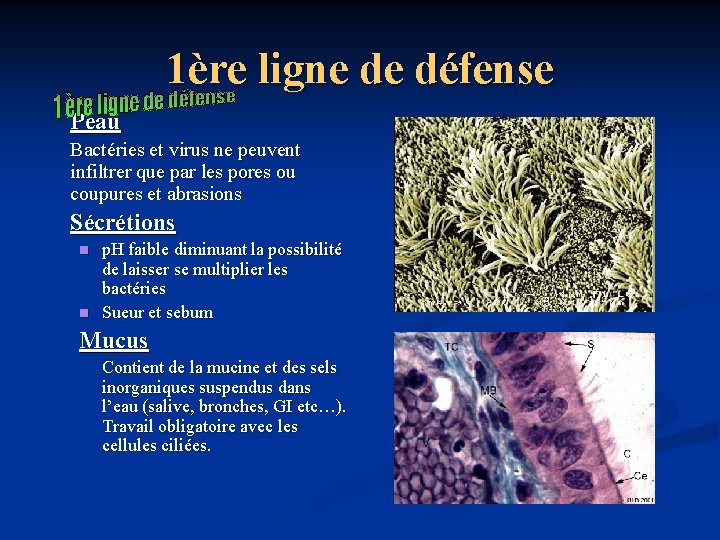 1ère ligne de défense Peau Bactéries et virus ne peuvent infiltrer que par les