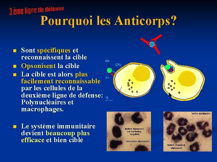 Pourquoi les Anticorps? n n Sont spécifiques et reconnaissent la cible Opsonisent la cible