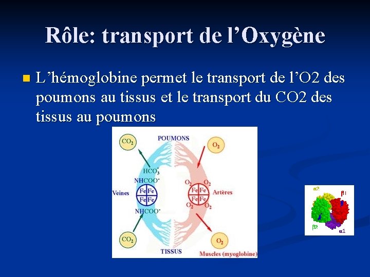 Rôle: transport de l’Oxygène n L’hémoglobine permet le transport de l’O 2 des poumons