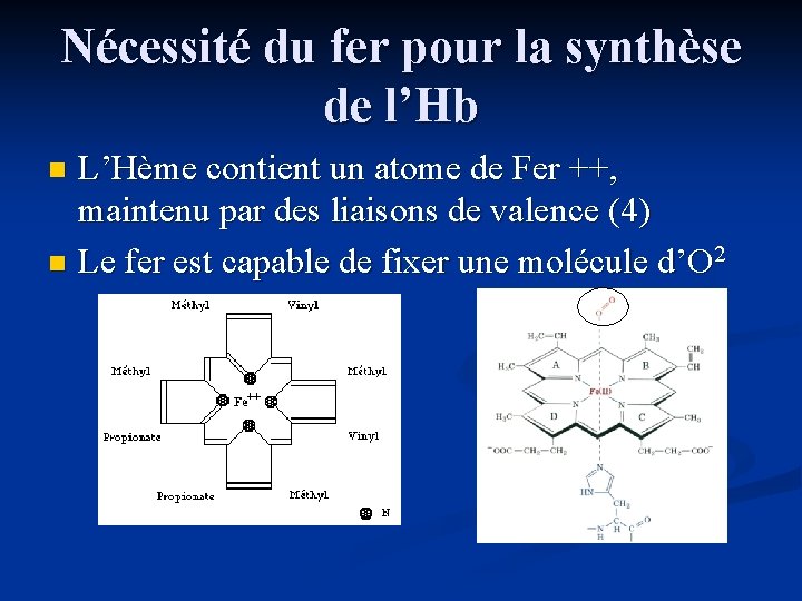 Nécessité du fer pour la synthèse de l’Hb L’Hème contient un atome de Fer