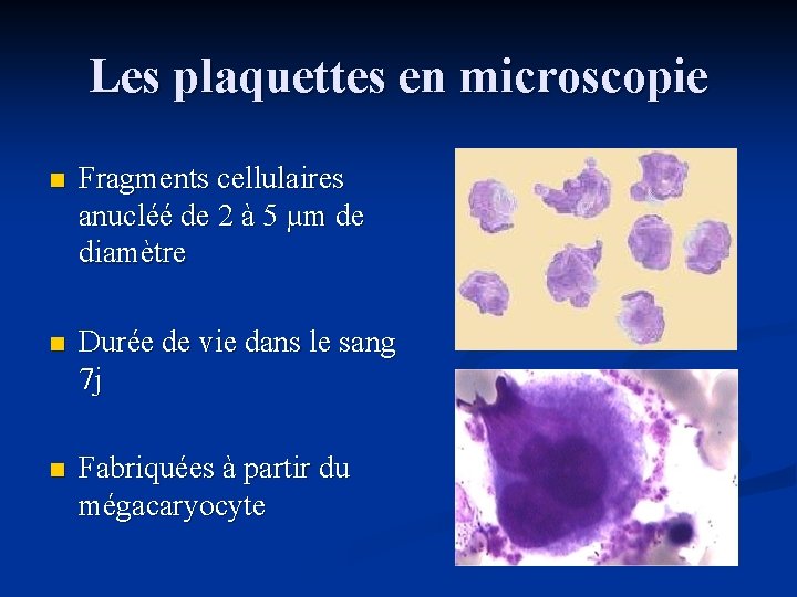 Les plaquettes en microscopie n Fragments cellulaires anucléé de 2 à 5 µm de