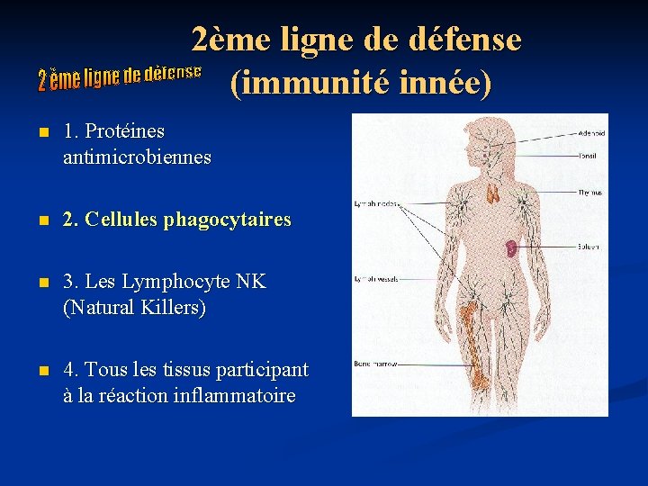 2ème ligne de défense (immunité innée) n 1. Protéines antimicrobiennes n 2. Cellules phagocytaires