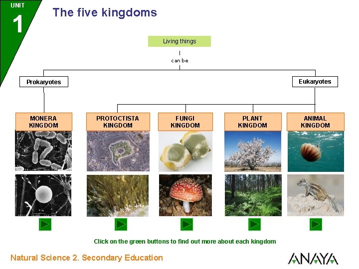 UNIT 1 The five kingdoms Living things can be Eukaryotes Prokaryotes MONERA KINGDOM PROTOCTISTA