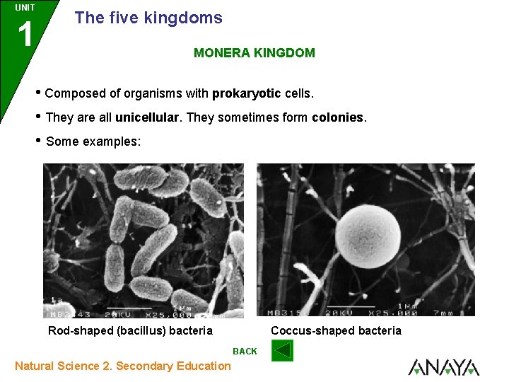 UNIT 1 The five kingdoms MONERA KINGDOM • Composed of organisms with prokaryotic cells.