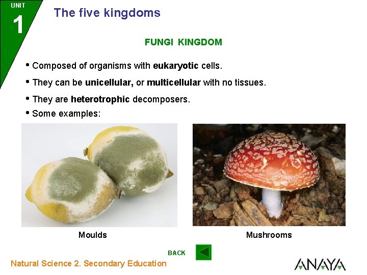 UNIT 1 The five kingdoms FUNGI KINGDOM • Composed of organisms with eukaryotic cells.