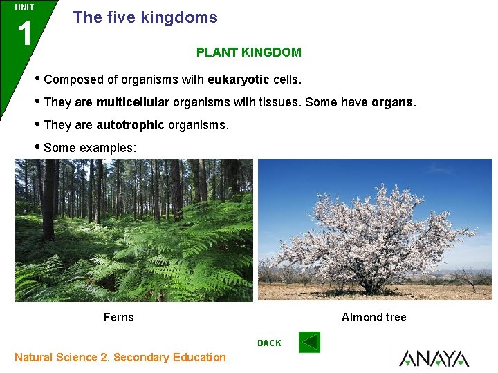 UNIT 1 The five kingdoms PLANT KINGDOM • Composed of organisms with eukaryotic cells.