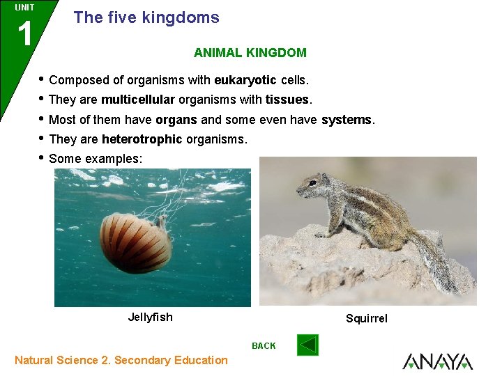 UNIT 1 The five kingdoms ANIMAL KINGDOM • Composed of organisms with eukaryotic cells.