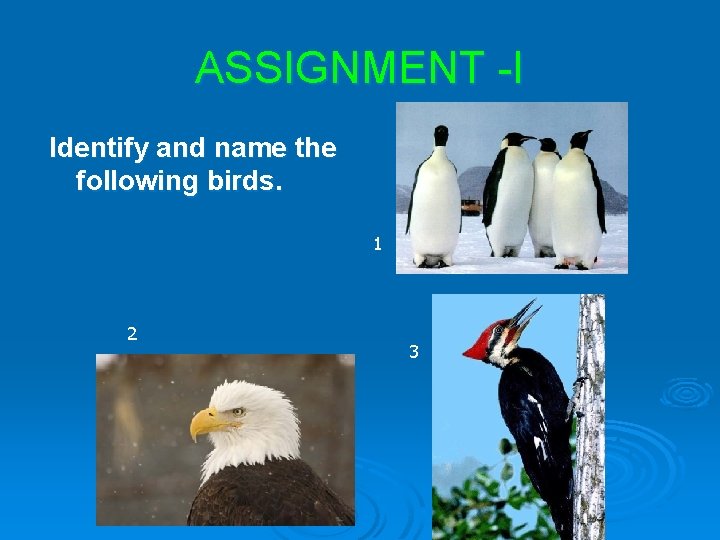 ASSIGNMENT -I Identify and name the following birds. 1 2 3 