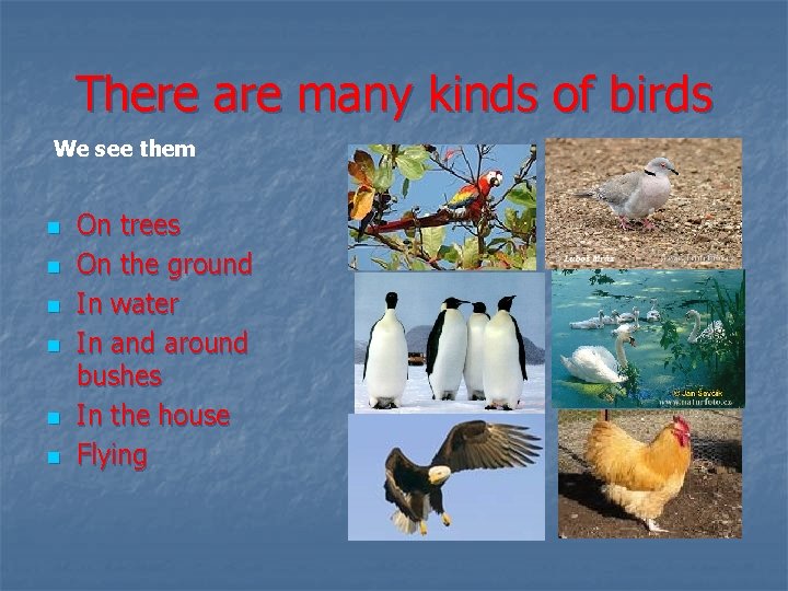 There are many kinds of birds We see them n n n On trees