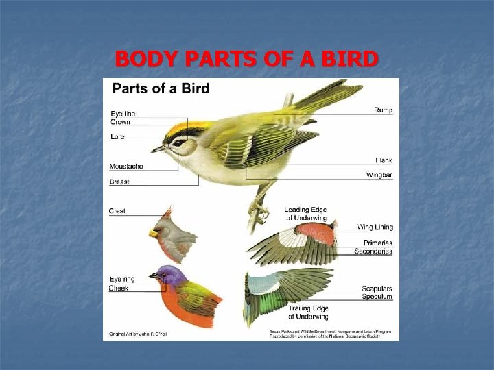 BODY PARTS OF A BIRD 