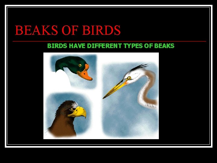 BEAKS OF BIRDS HAVE DIFFERENT TYPES OF BEAKS 