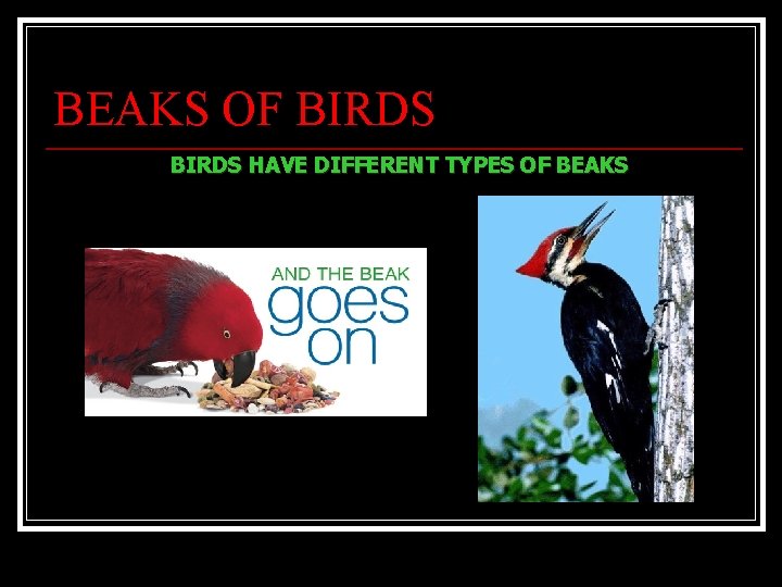 BEAKS OF BIRDS HAVE DIFFERENT TYPES OF BEAKS 