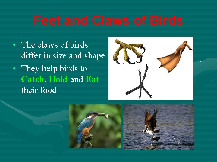 Feet and Claws of Birds • The claws of birds differ in size and
