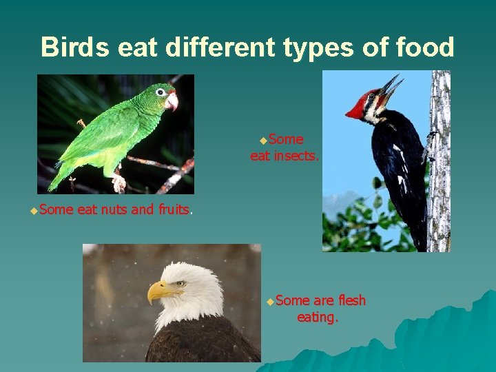 Birds eat different types of food u. Some eat insects. u. Some eat nuts