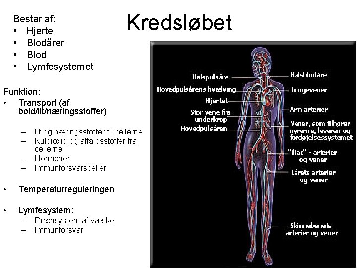 Består af: • Hjerte • Blodårer • Blod • Lymfesystemet Kredsløbet Funktion: • Transport