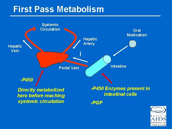 First Pass Metabolism Systemic Circulation Oral Medication Hepatic Artery Hepatic Vein Intestine Portal Vein
