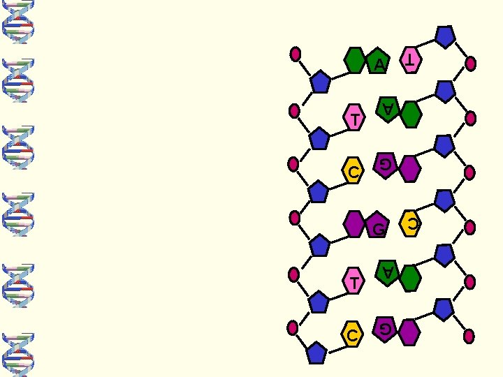 G G G C A T C C A T T A 