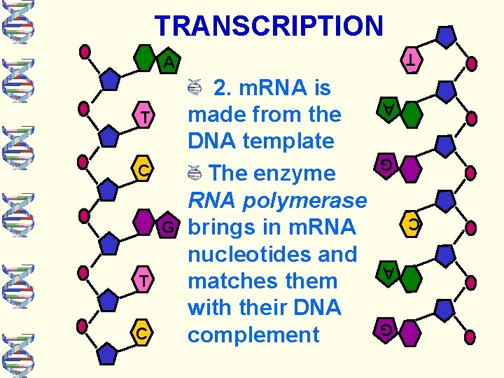 TRANSCRIPTION T A G C A T C G G C A T 2.