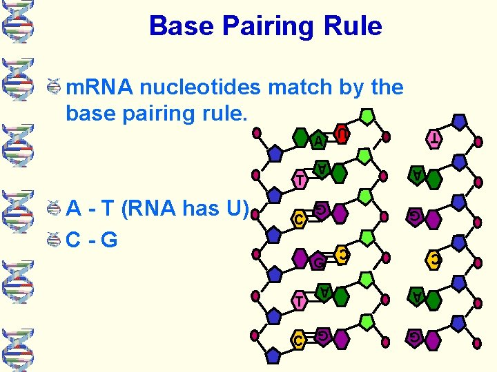 Base Pairing Rule m. RNA nucleotides match by the base pairing rule. A G