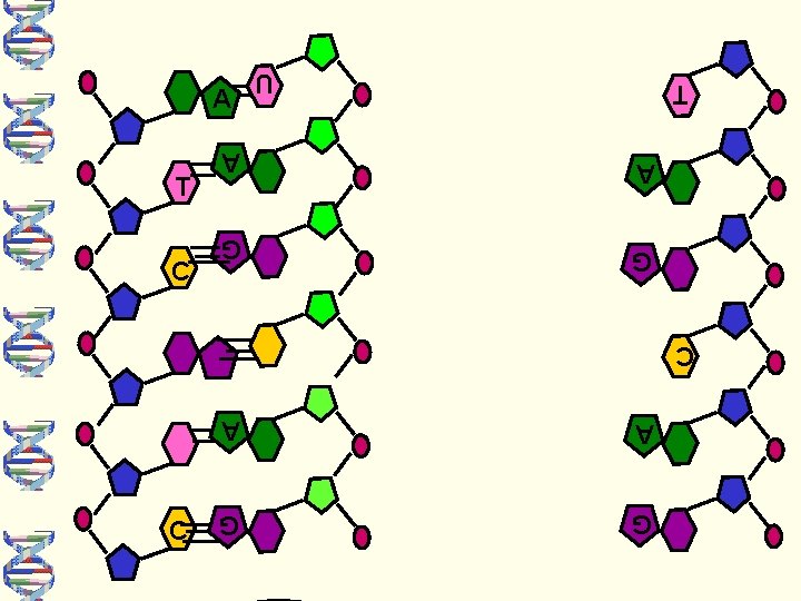 A A G G C T C A A G G T U C