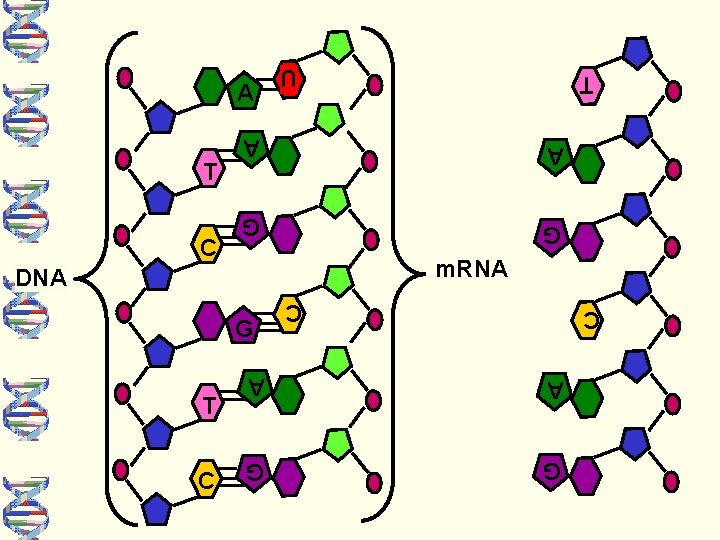 A A G G m. RNA DNA A G G C A T C