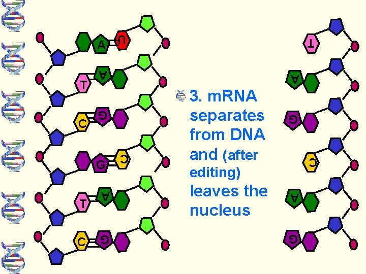 A C editing) G leaves the nucleus A G C 3. m. RNA separates