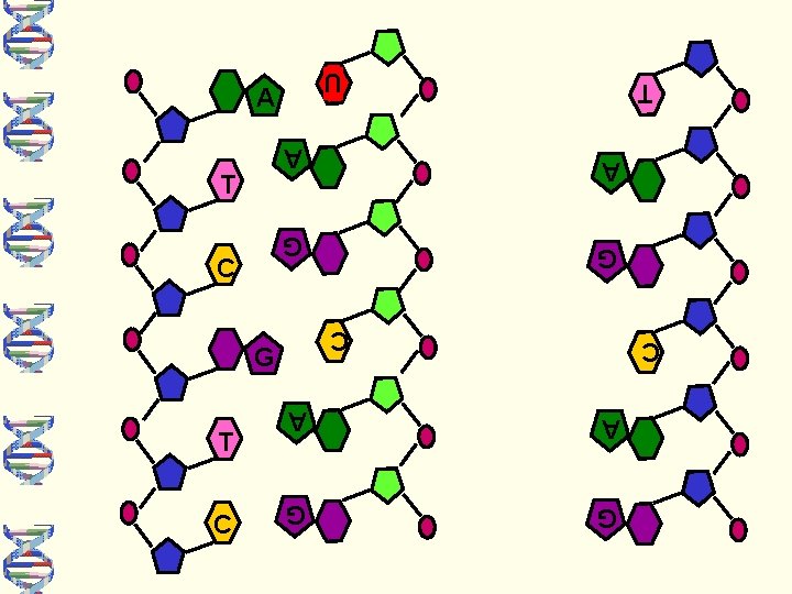 A A G G C C A A G G T C T G