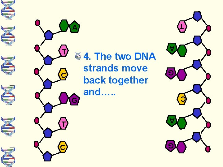 T A C G G C 4. The two DNA strands move back together