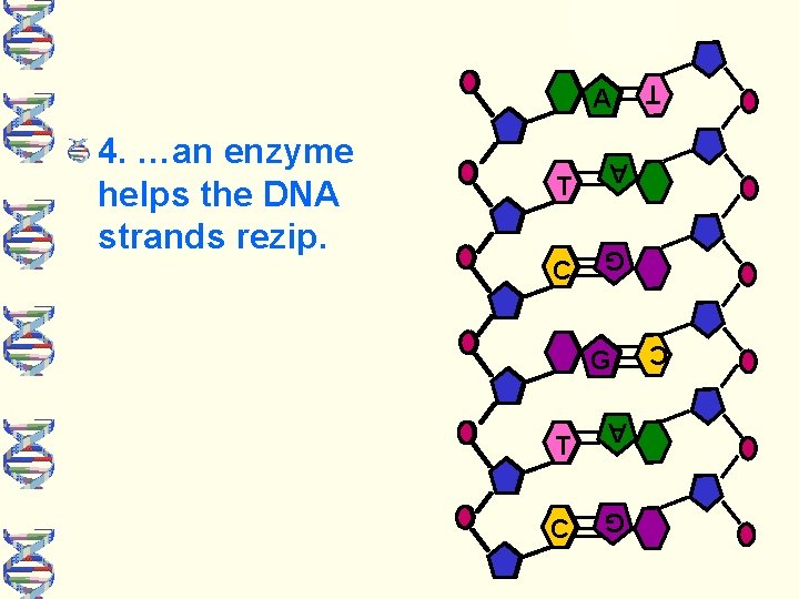 G T A C C C G T A G 4. …an enzyme helps