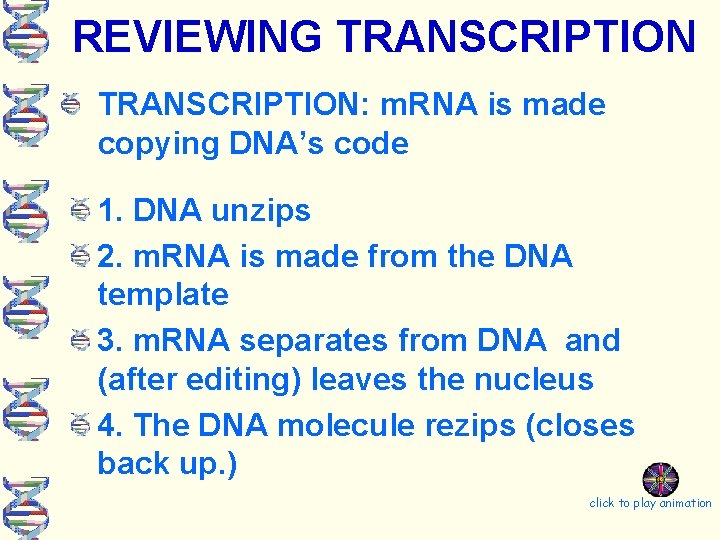 REVIEWING TRANSCRIPTION: m. RNA is made copying DNA’s code 1. DNA unzips 2. m.