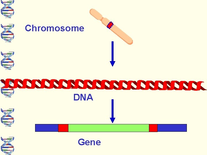 Chromosome DNA Gene 