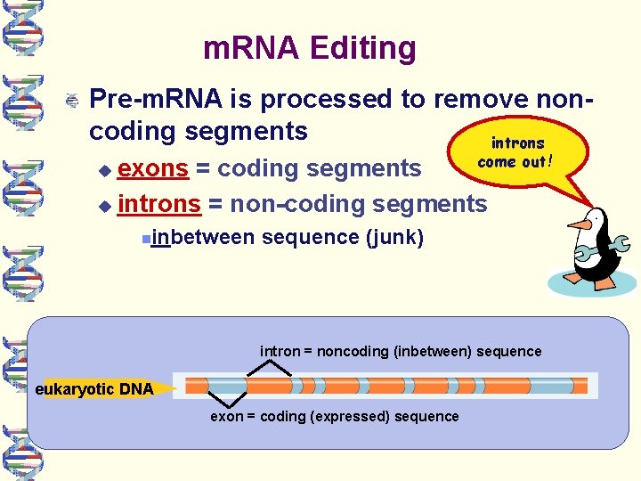 m. RNA Editing Pre-m. RNA is processed to remove noncoding segments introns come out!