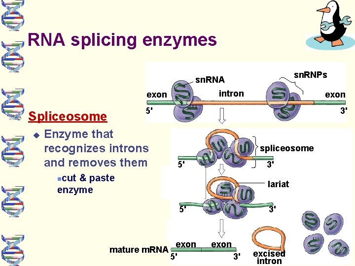 RNA splicing enzymes sn. RNPs sn. RNA intron exon 5' Spliceosome exon Enzyme that