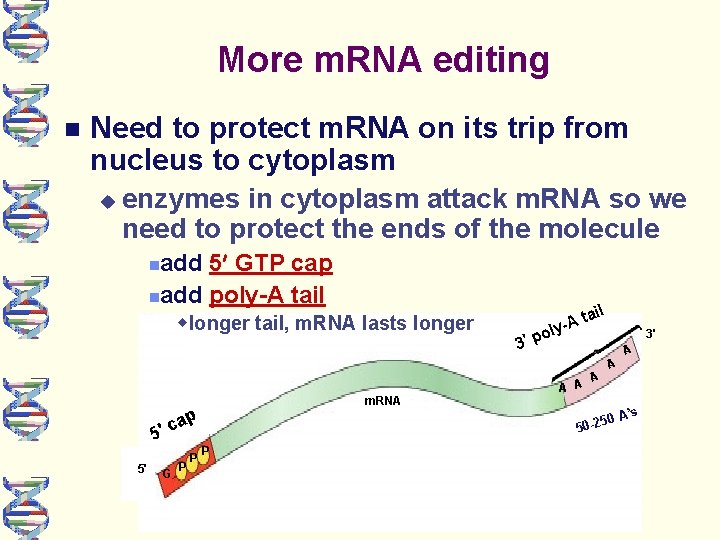 More m. RNA editing Need to protect m. RNA on its trip from nucleus