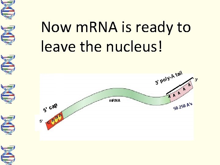Now m. RNA is ready to leave the nucleus! il a t -A oly