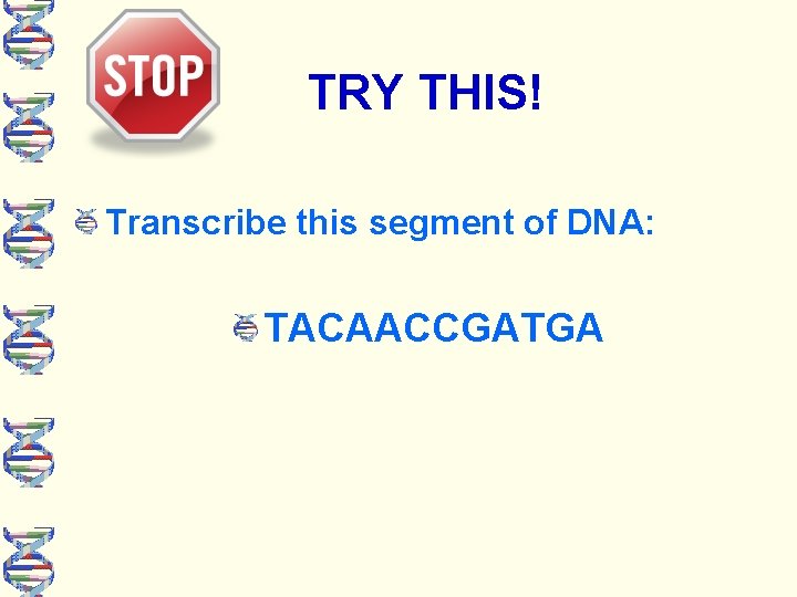 TRY THIS! Transcribe this segment of DNA: TACAACCGATGA 