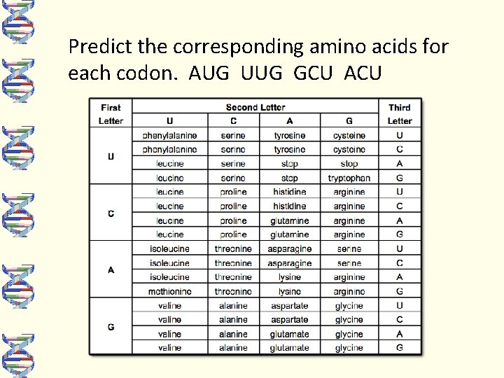 Predict the corresponding amino acids for each codon. AUG UUG GCU ACU 