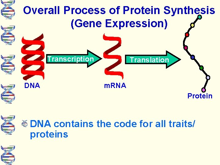 Overall Process of Protein Synthesis (Gene Expression) Transcription DNA Translation m. RNA Protein Transcription